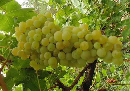 Delight grape