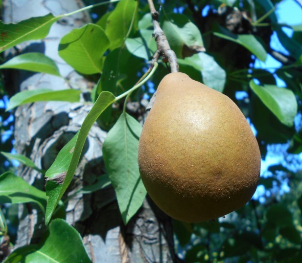 Doyenne Gris Pear