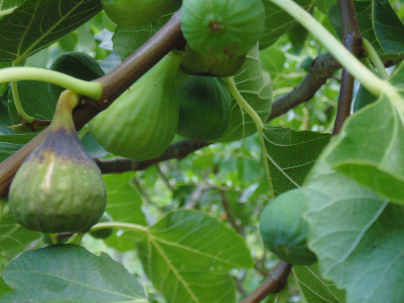 Load image into Gallery viewer, Long Season Gourmet Fig Collection
