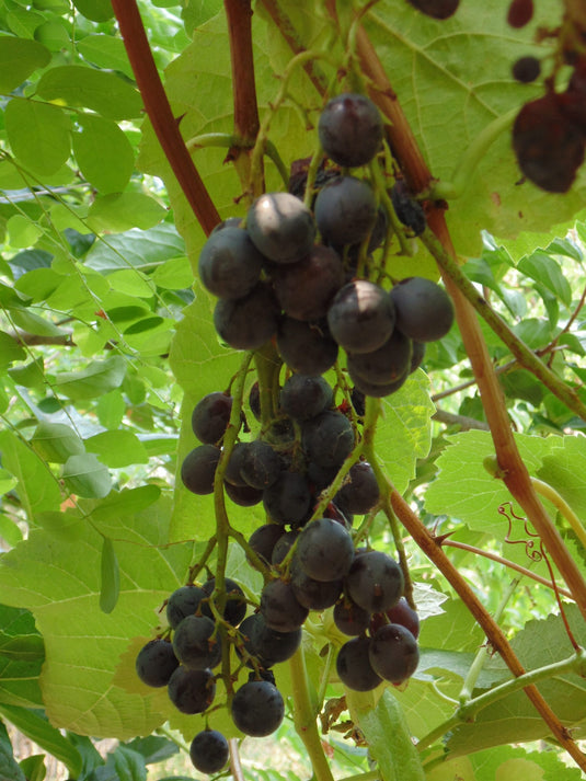 Alden Grape (Vitus lubrusca hybrid)