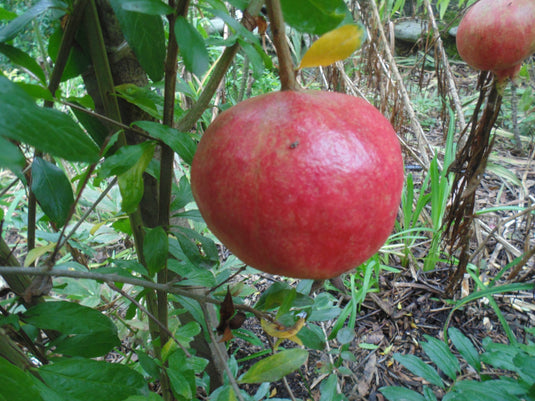 Parfianka Pomegranate