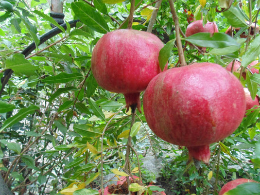 Sogdiana Pomegranate