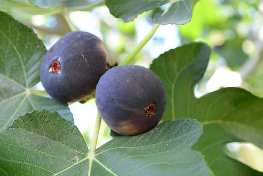 Bursa Siyahi (Black Bursa) Fig