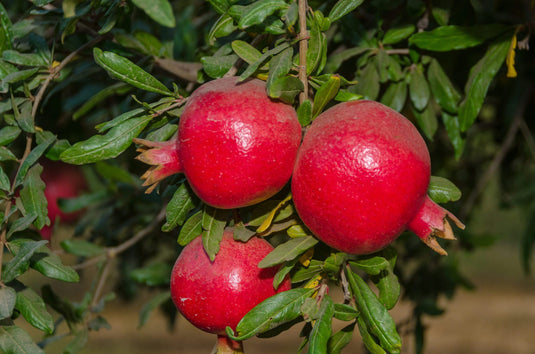 Early Wonderful Pomegranate