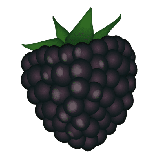 Hull Thornless Blackberry