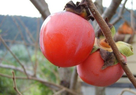 Honan Red Oriental Persimmon