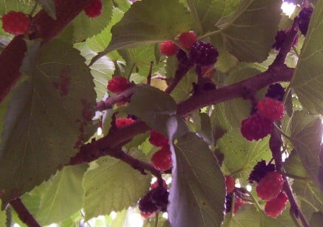 Persian Fruiting Mulberry