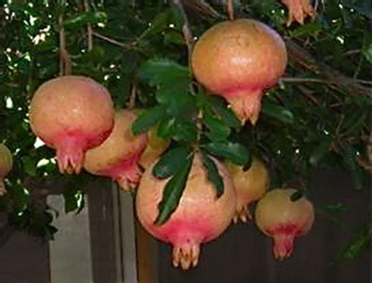 Fleishmann Pomegranate