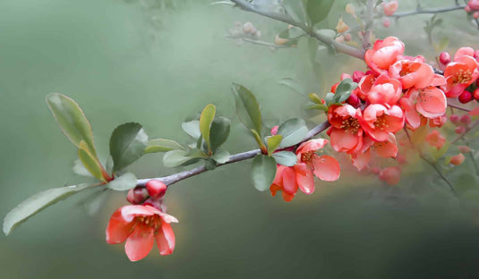 Tanechka™ Flowering Quince