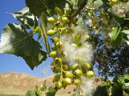 Load image into Gallery viewer, Fremont Cottonwood 3 Plant Special (5gal)
