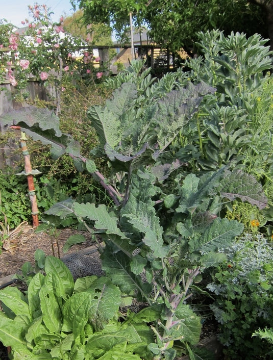 Dino Tree Kale "Richmond Grows"