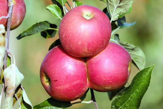 Garden Delicious Dwarf Apple