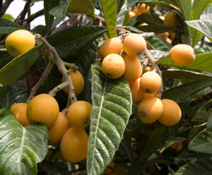 Gold Nugget Seedling Loquat 4 Plant Special
