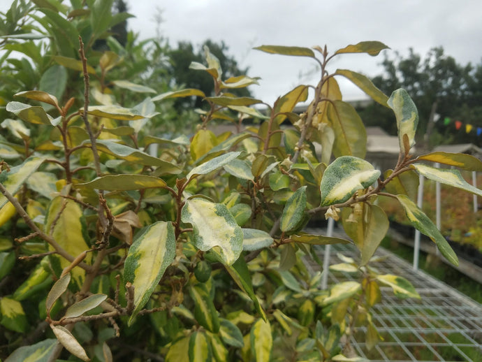 Golden Silverberry (Elaeagnus pungens ‘Maculata)