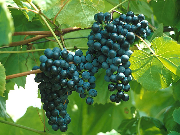 Baco Noir Grape