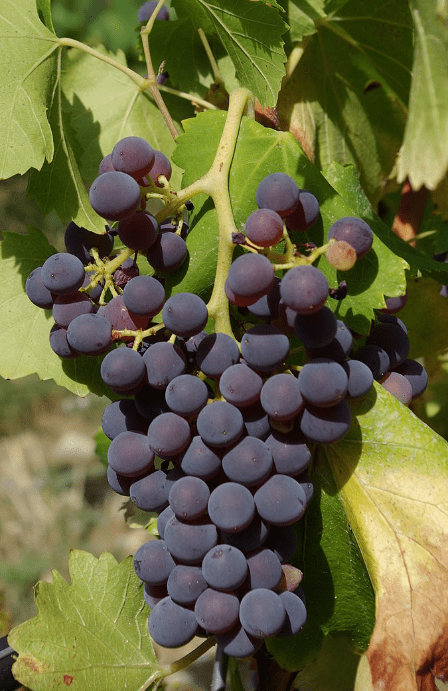 Grenache Grape