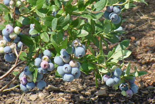 Gupton Blueberry