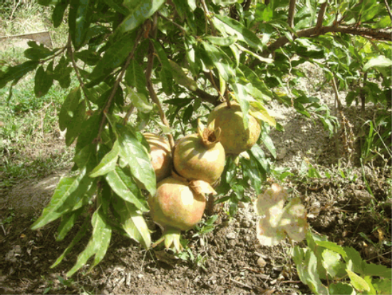 Haku-Botan Pomegranate