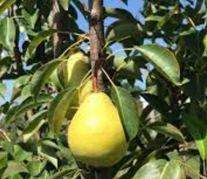 Harvest Queen Pear