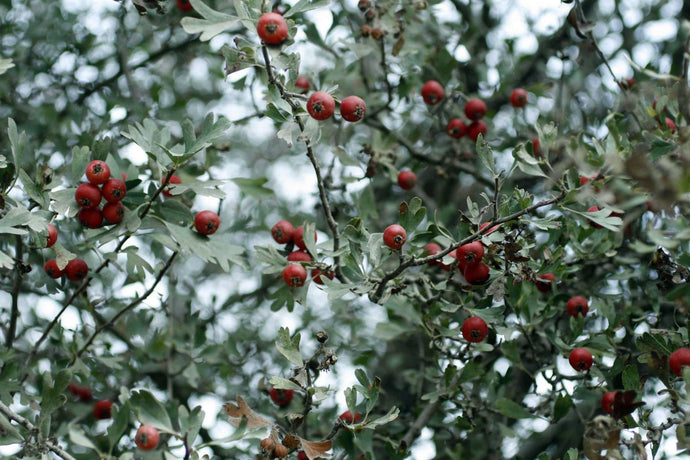 Cherry Hawthorn (Crataegus spp.)