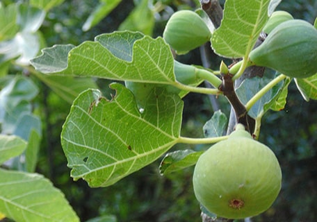 Hollier Fig