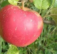 Rouge Belle de Boskoop Apple
