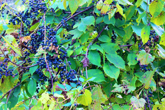 Riverbank Grape