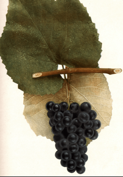 Ironclad Grape