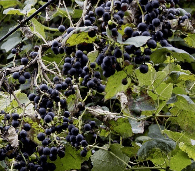 Load image into Gallery viewer, Isabella Grape
