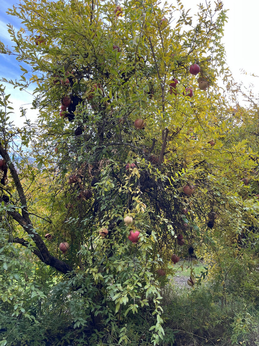 Kaim-anor Pomegranate