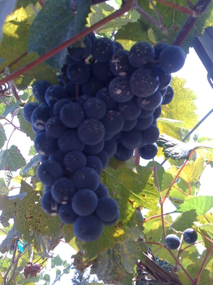 Lomanto Grape