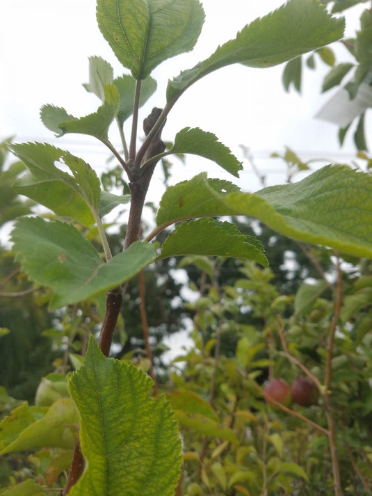 Lowland Raspberry Apple