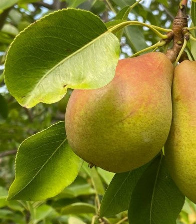 Magness Pear