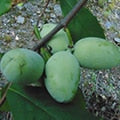 Mango Pawpaw (Asimina triloba)