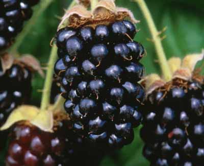 Marionberry Blackberry
