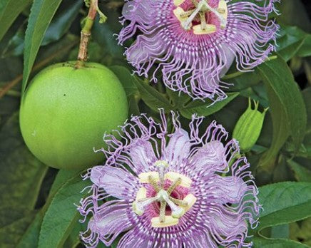 Maypop Passionflower Vine (Passiflora incarnata)