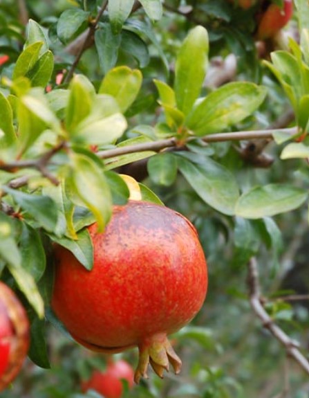 Medovyi Vasha Pomegranate