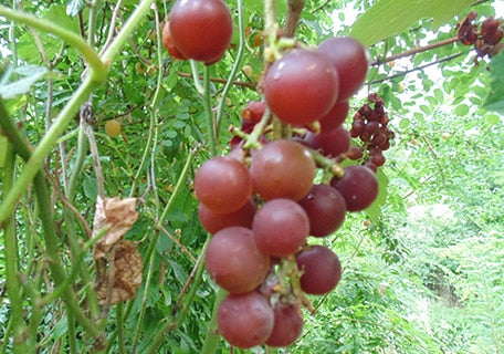 Moored Grape