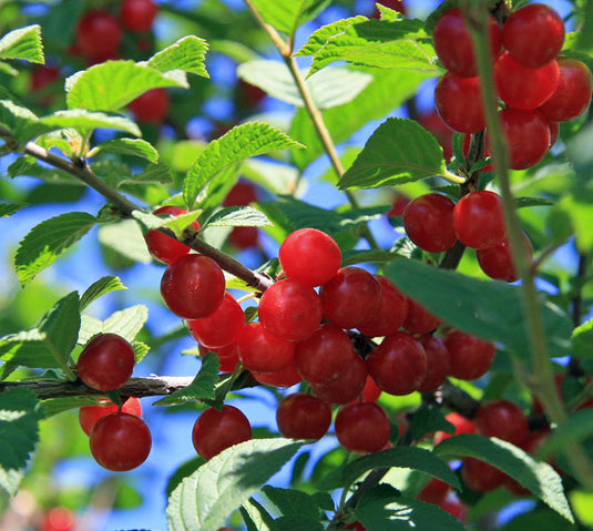 Nanking Bush Cherry-Prunus Tomentosa
