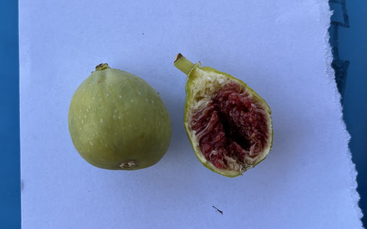 Normans Yellow Fig