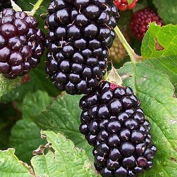 Obsidian Blackberry