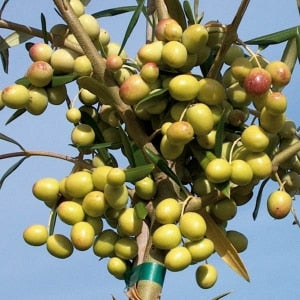 Arbosana Olive