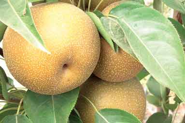 Shin Li Asian Pear