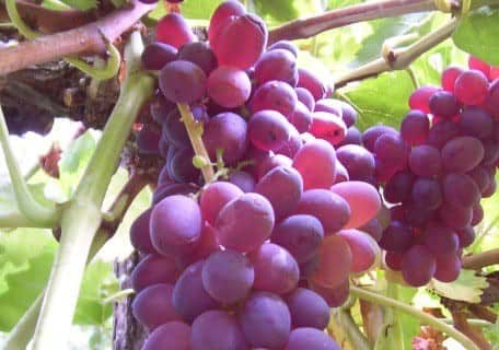 Black Mannukah Grape