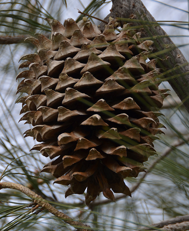 Load image into Gallery viewer, Gray Pine (Pinus sabiniana)
