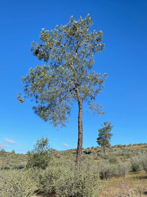 Gray Pine (Pinus sabiniana)