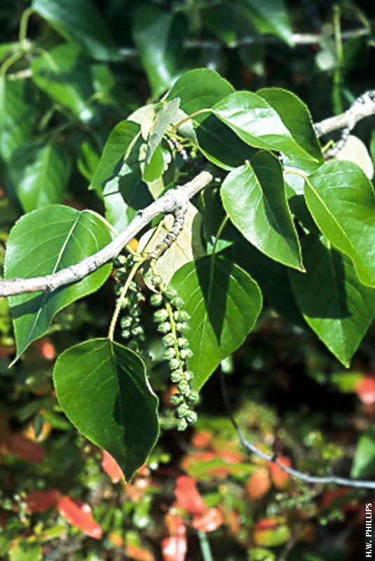 Black Cottonwood (Populus trichocarpa)