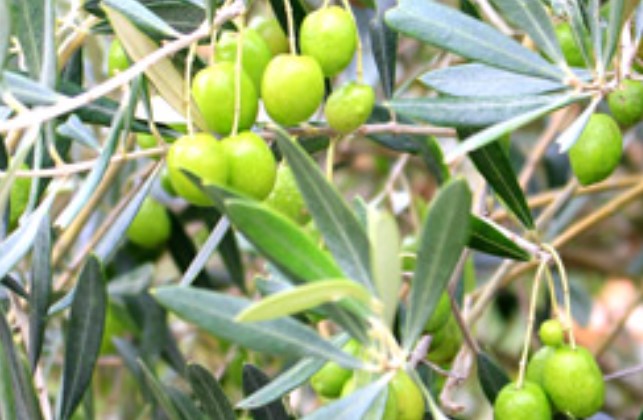 Premier™ Olive