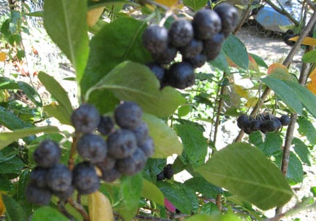 Rolling River Aronia