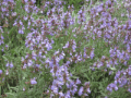 Garden Sage (Salvia officinalis)